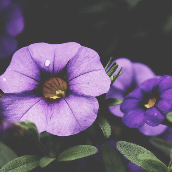 鲜花