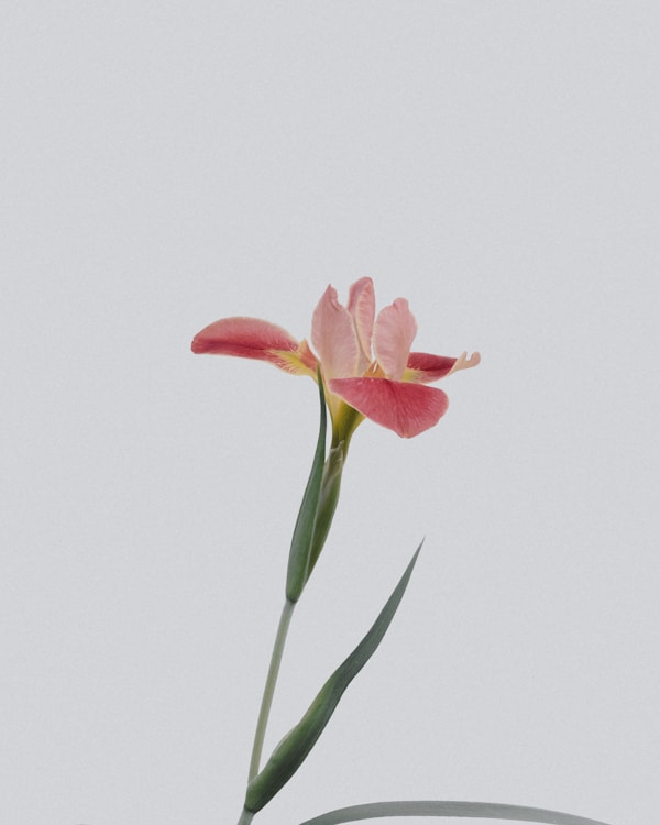 鲜花