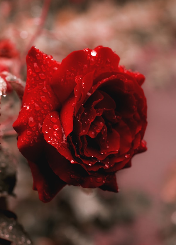 鲜花